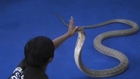 Vietnemese man shows us his big snake