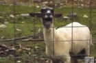 Miracle of Sound - Miracle of Goats