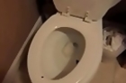 Rat in the Toilet