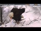 Eagles4Kids Bald Eagle Nest - Mar 11 2013 - Switch from Days to Night Shift; Lucy Eats a Meal