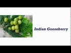 Indian Gooseberry - Home Remedies for Diabetes