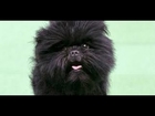 Affenpinscher America's Top Dog - Everyone wants an Affenpinscher after Westminster Win