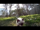 子猫に超過保護ぶりを発揮するハスキー犬