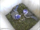Nestbox, busy Blue Tit gets food delivery