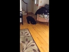 Really cool dog tricks