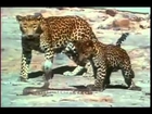 Leopard Fighting with Snake.flv