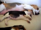 Beagle Puppies