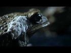 Ford Falcon Funny Banned Commercial Frogs Toads Australia - 2013 New Car Review HD