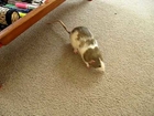 cute rats being naughty