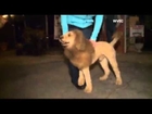 Dog Mistaken for Lion Prompts 911 Calls