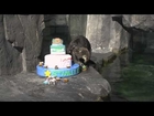 Sea Otter Eats Birthday Cake