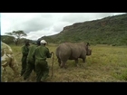 The High-Tech Solution to Save Rhinos From Hunters