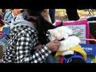 Animal Rescue Group Dog Adoption Day Edogawa River Tokyo Japan 2596