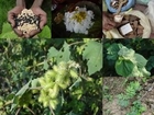 Medicinal Rice B4 Formulations for Tribulus Toxicity: Pankaj Oudhia’s Medicinal Plant Database