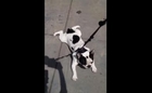 Cute French Bulldog Shows His Stubborn Side