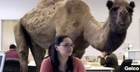 Geico's 'Hump Day' Spot Most Shared Ad on YouTube