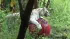 White Tiger loves her ball!