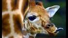 Fotos graciosas de Girafas