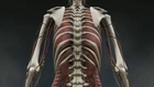 Human Anatomy Visualisation
